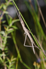 Zaprochilinae