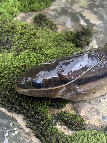 Bescheiden antennemeervalletje (Pimelodella modestus) — Heptapteridae — 5