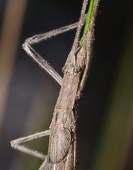 Zaprochilinae
