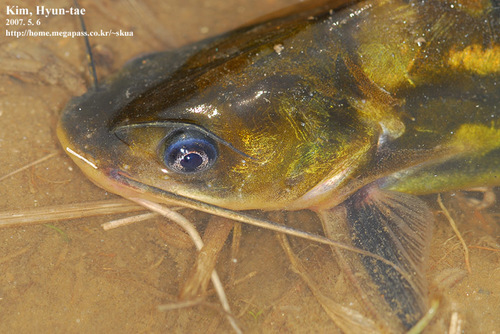 Korean Bullhead