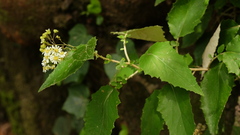 Pericallis appendiculata image