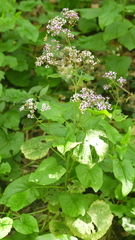 Pericallis papyracea image