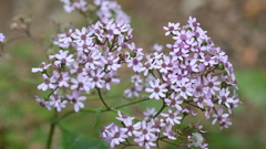 Pericallis papyracea image