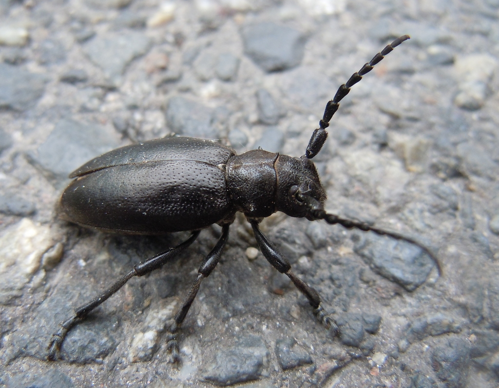 Dorcadion aethiops