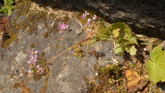 Pericallis papyracea image