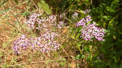 Pericallis papyracea image