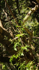 Daucus elegans image