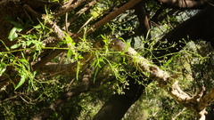 Daucus elegans image