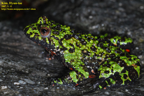 Oriental Bell Toad, Bombina orientalis