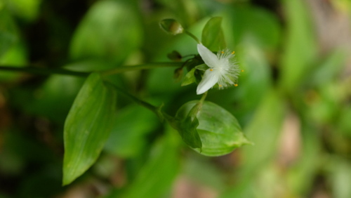 Tradescantia image