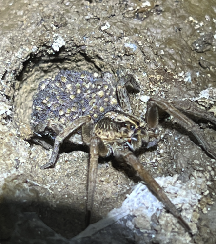 McCook's Split Wolf Spider photo 3