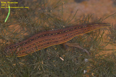 Whitmania pigra