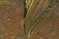 Whitmania pigra