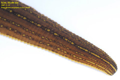 Whitmania pigra