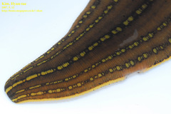 Whitmania pigra