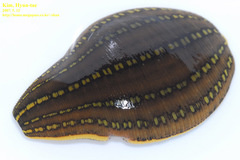 Whitmania pigra