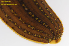 Whitmania pigra