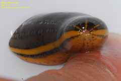 Whitmania pigra