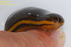 Whitmania pigra
