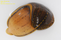 Whitmania pigra
