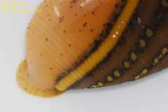 Whitmania pigra
