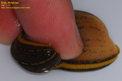 Whitmania pigra