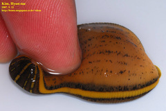 Whitmania pigra