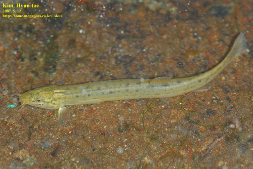 Oriental Weatherfish