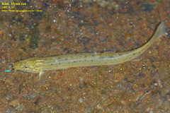 Oriental Weatherfish photo 3