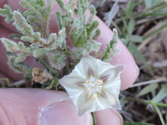 Chamaesaracha coniodes