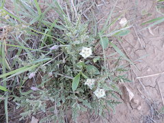 Chamaesaracha coniodes