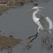 Chinese Egret - Photo (c) Kim, Hyun-tae, some rights reserved (CC BY), uploaded by Kim, Hyun-tae