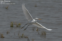 Egretta eulophotes