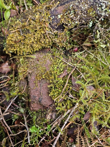 Image of Neoorthocaulis floerkei by (c) Helen Waterman, some rights reserved (CC BY)
