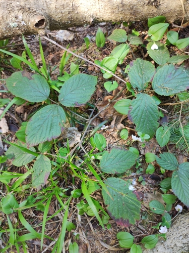 Rubus nigricans, photograph 1