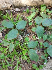 Rubus nigricans, photograph Dmitry Ivanov, CC BY, iNaturalist via GBIF