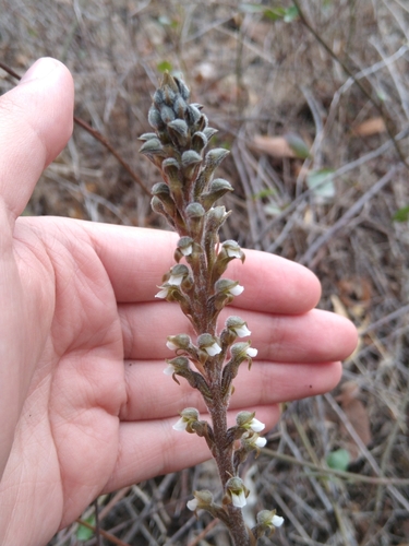 Image of Sarcoglottis schaffneri by (c) Jordi Martínez Martínez, some rights reserved (CC BY)