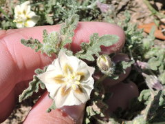 Chamaesaracha coniodes