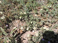 Chamaesaracha coniodes