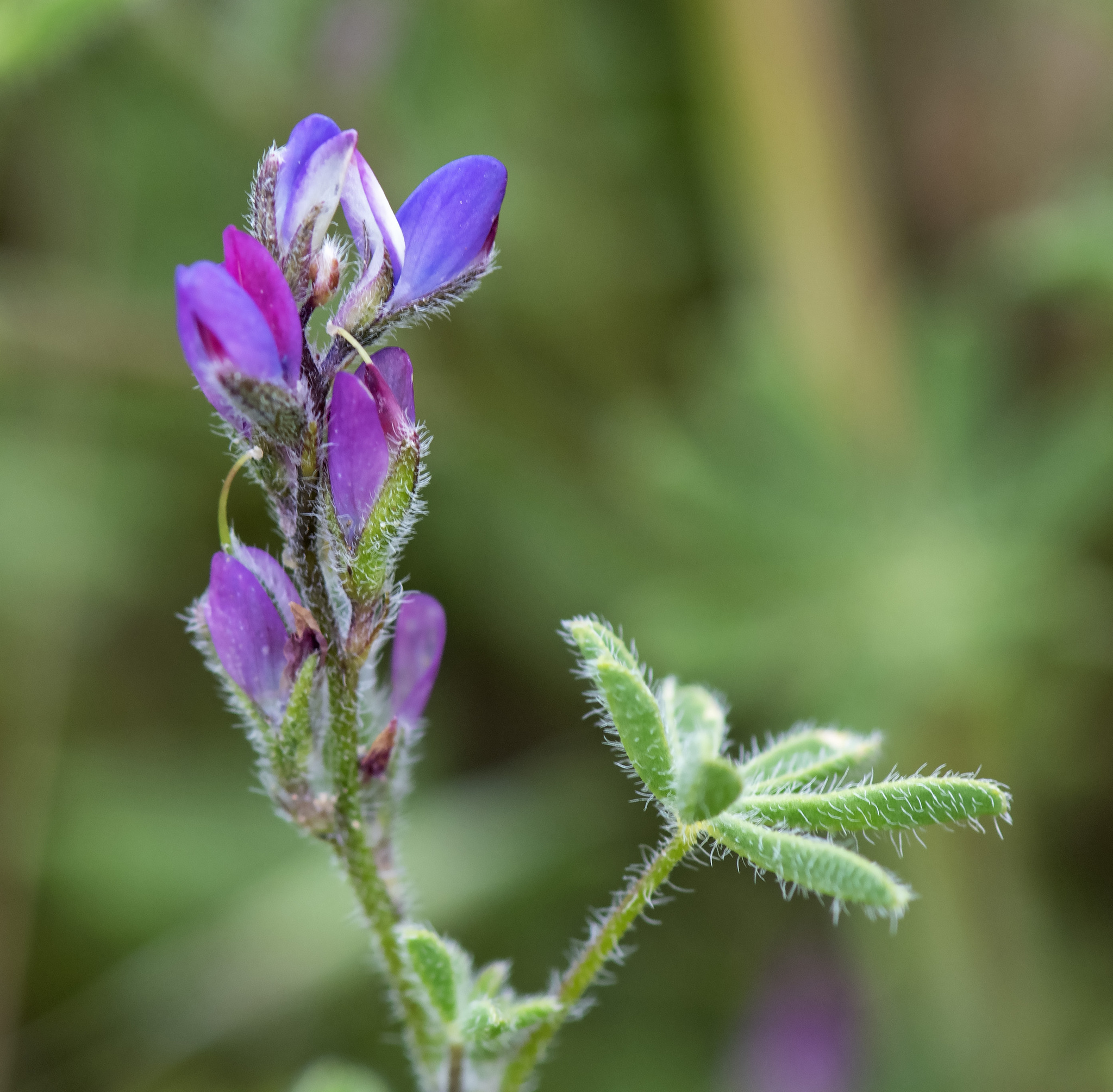 Lupinus agardhianus