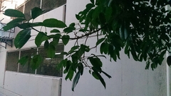 Ficus virens sublanceolata