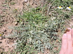 Astragalus lotiflorus