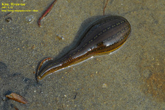 Whitmania pigra