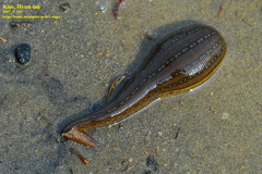 Whitmania pigra
