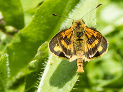 Ocybadistes walkeri sothis