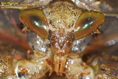 Kirkaldyia deyrolli
