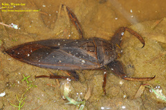 Kirkaldyia deyrolli