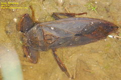 Kirkaldyia deyrolli