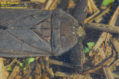 Kirkaldyia deyrolli