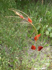 Smilax australis